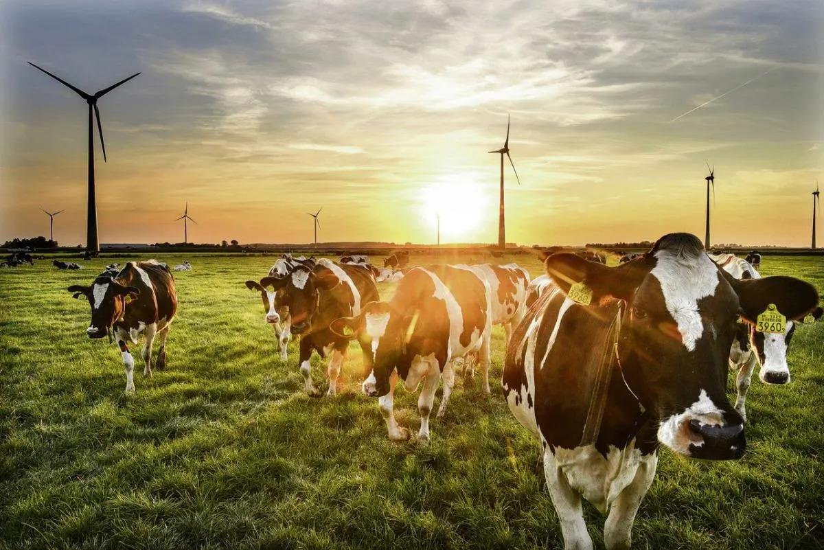 Koeien in een weiland met windturbines op de achtergrond.